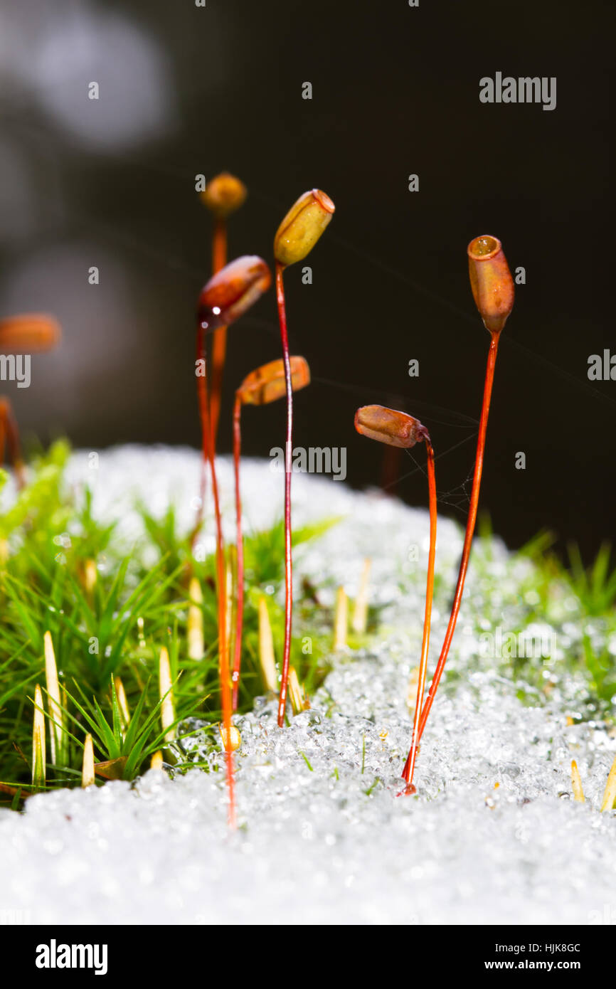 Kapsel Stiele von gemeinsamen Haircap Moss im Schnee Stockfoto
