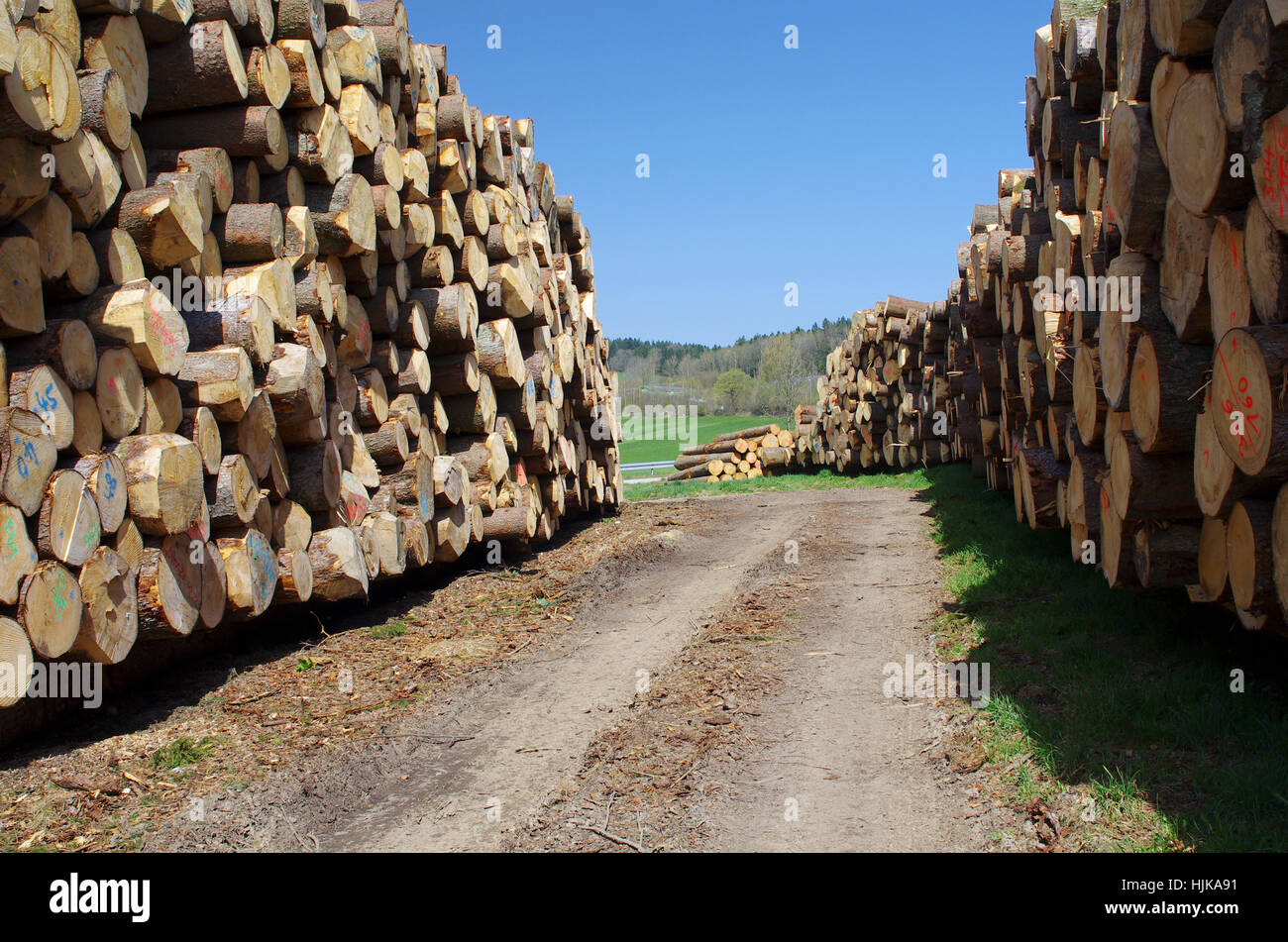 Zukunft, Energie, Energie, Strom, elektrische Energie, Nachhaltigkeit, Forstwirtschaft, Stockfoto