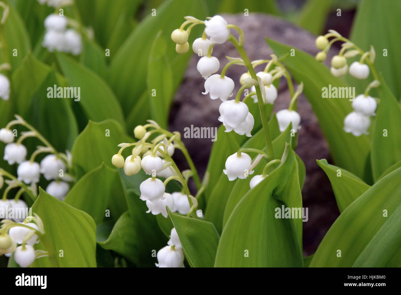 Lilie des Tales von seiner besten Seite Stockfoto