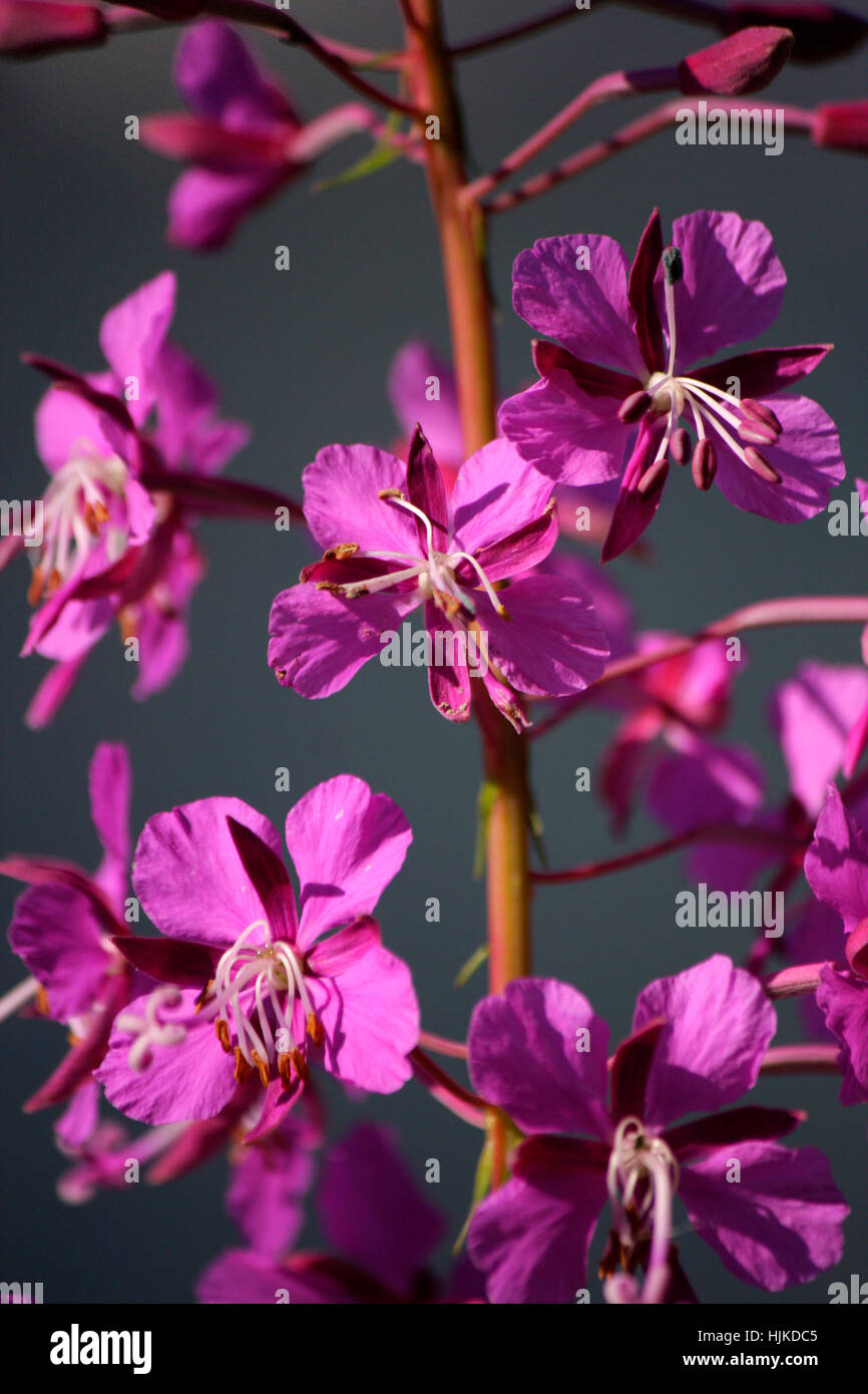 Impressionen: Pflanze, Kosika, Frankreich. Stockfoto