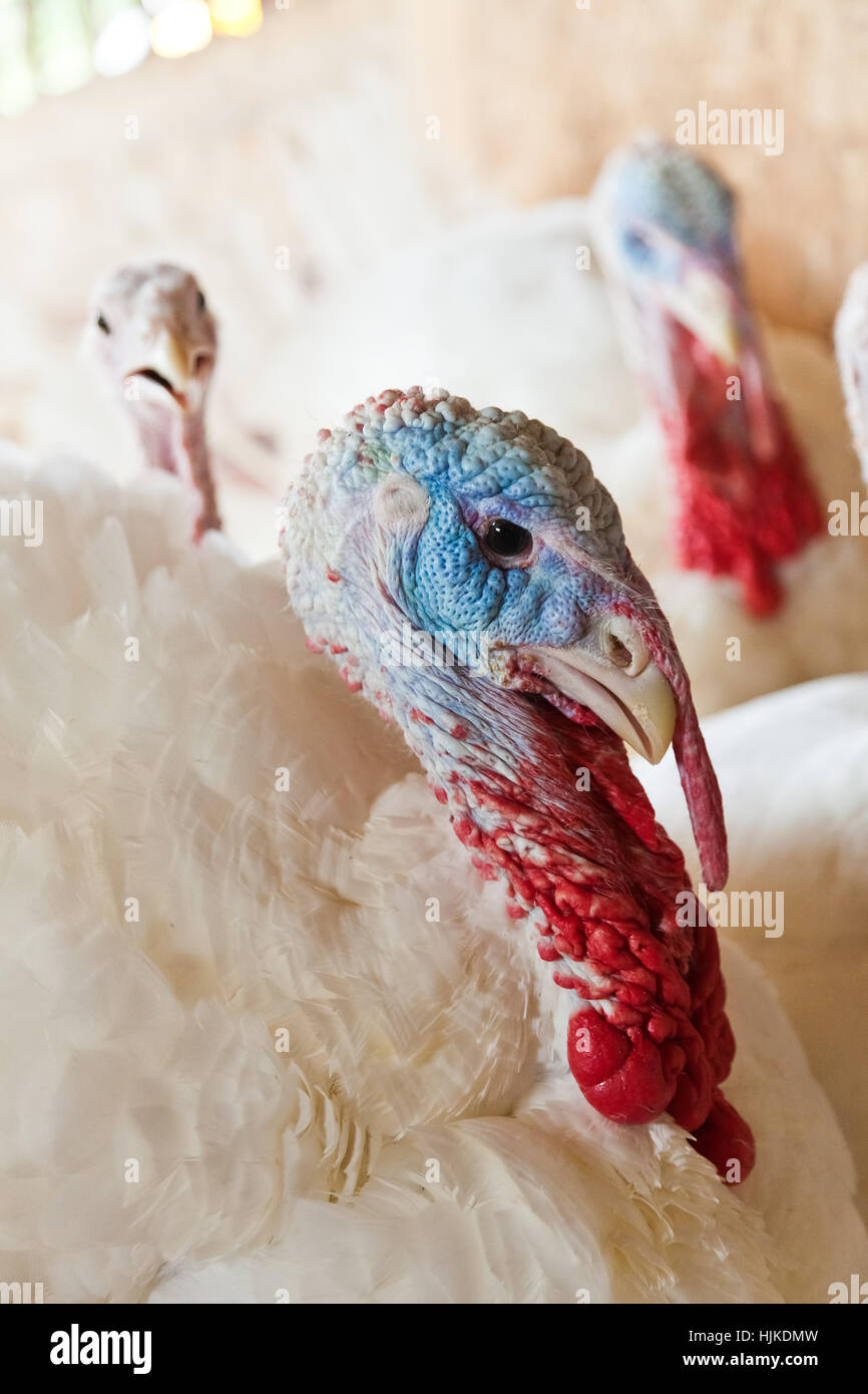 Lebensmittel, Nahrungsmittel, Closeup, Urlaub, Urlaub, Ferien, Urlaub, Tier, Haustier, Stockfoto