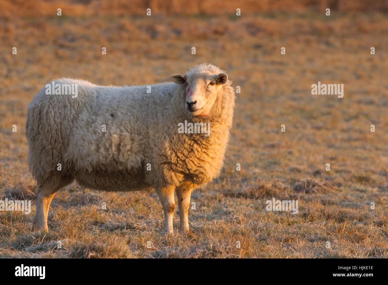 Lächelnde Schafe am frostigen Morgen im schönen goldenen Licht Stockfoto