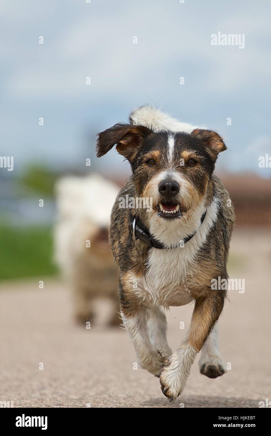 Hund, Mischling, Dackel, Terrier, Veranstaltung, Wettbewerb, Rennen, Begeisterung, Stockfoto