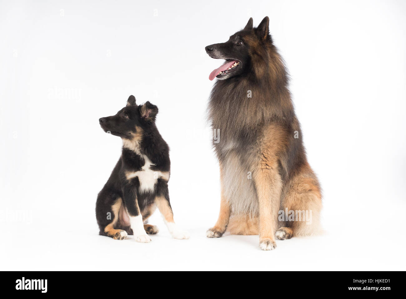 Zwei Hunde, Welpen Border Collie und belgischen Schäferhund Tervuren, sitzen auf weißen Studio-Hintergrund Stockfoto