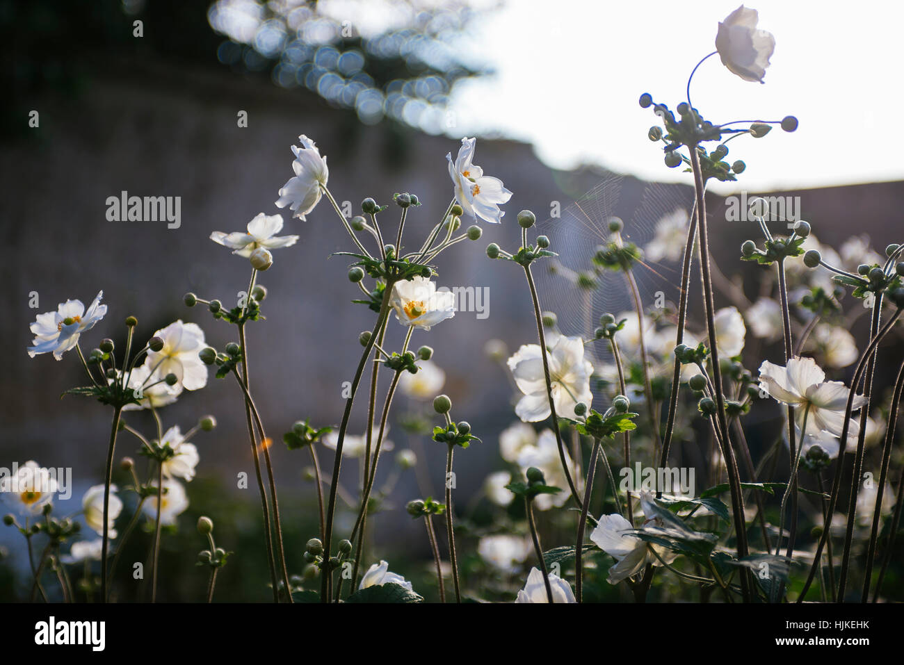 Japanische Anemonen in einem ummauerten Garten. Stockfoto