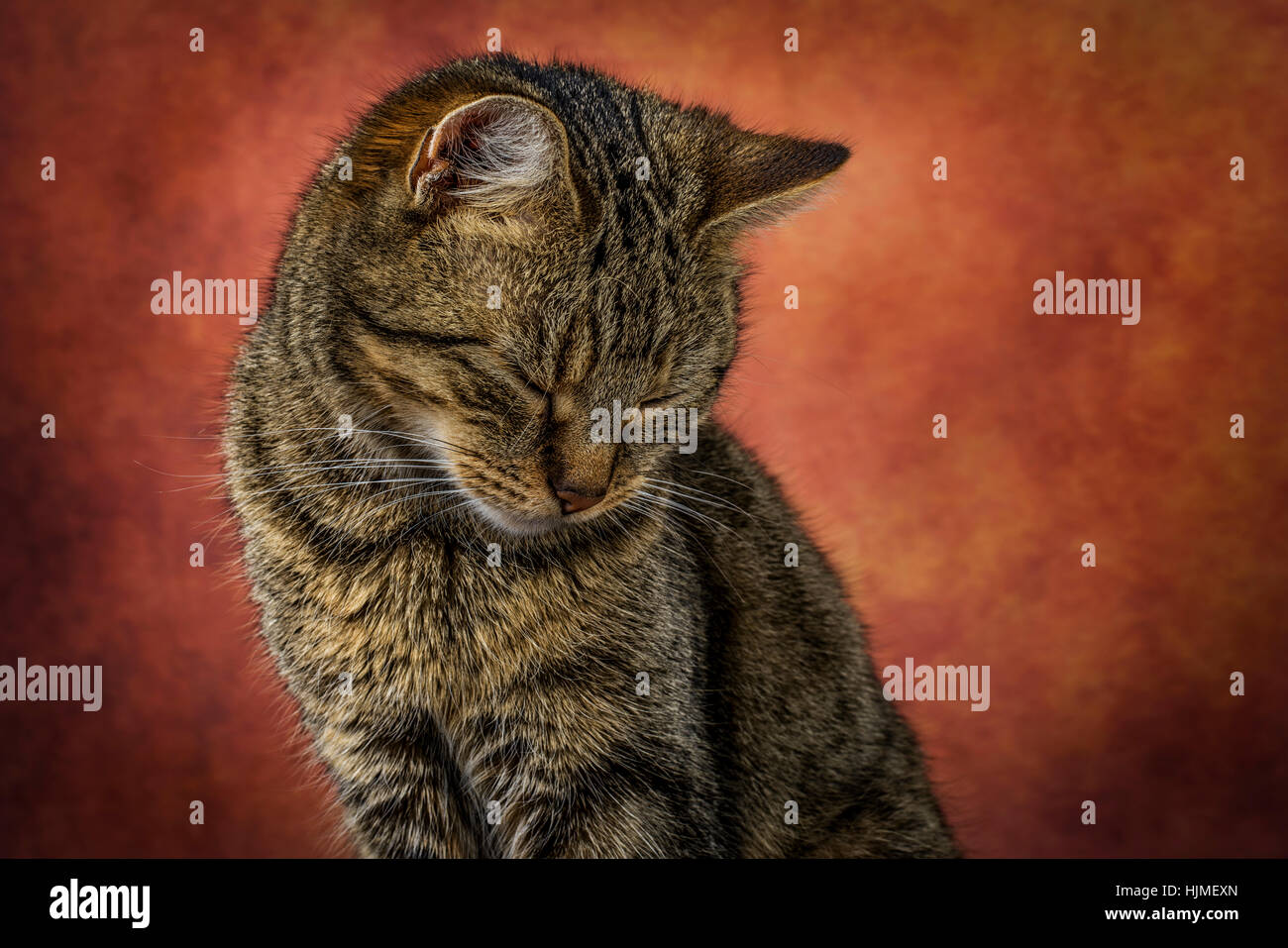 Porträt von Tabby Katze mit geschlossenen Augen Stockfoto