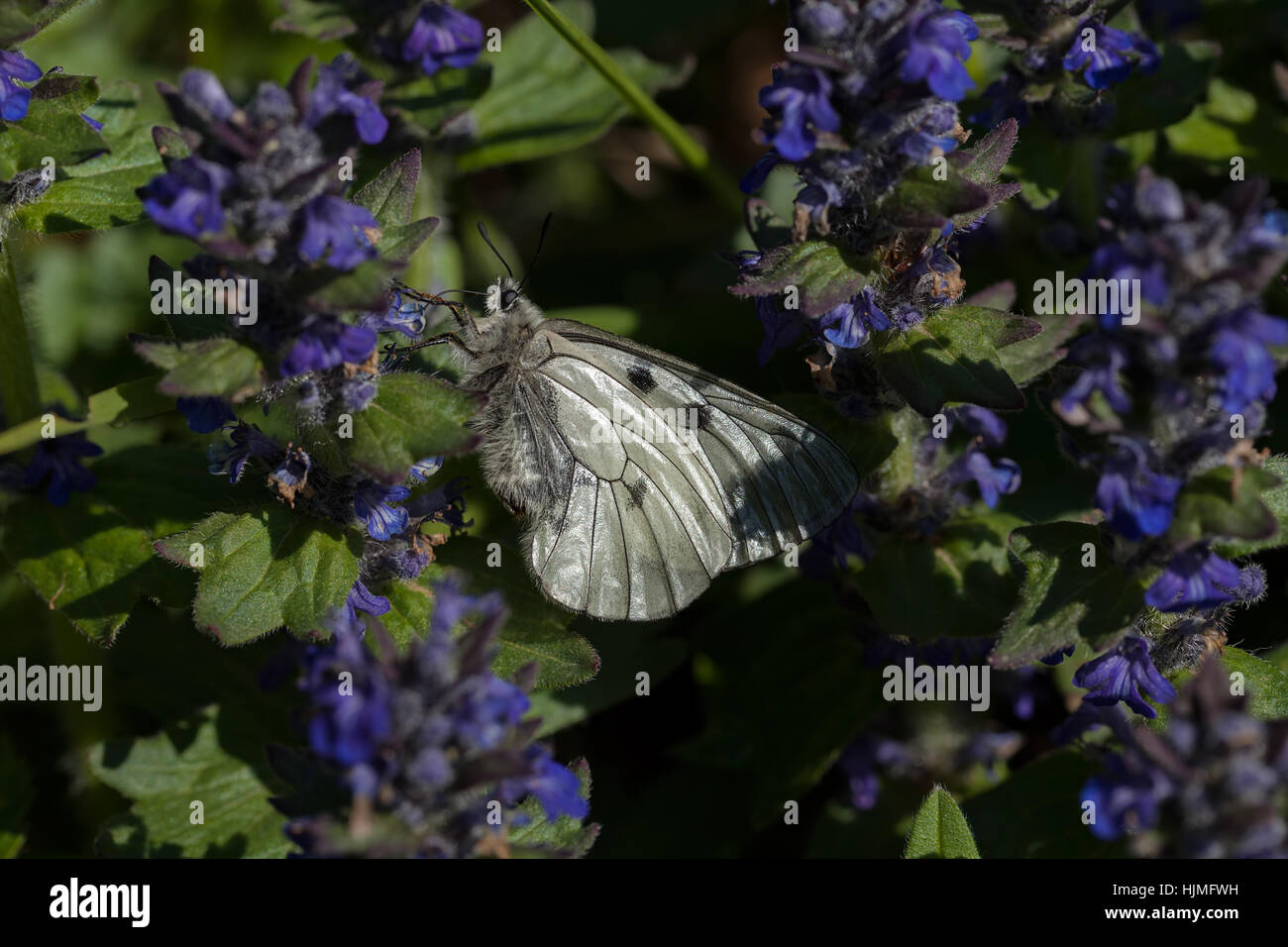 Schmetterling auf die blauen Blüten in der Natur, geringe Schärfentiefe Hinweis Stockfoto