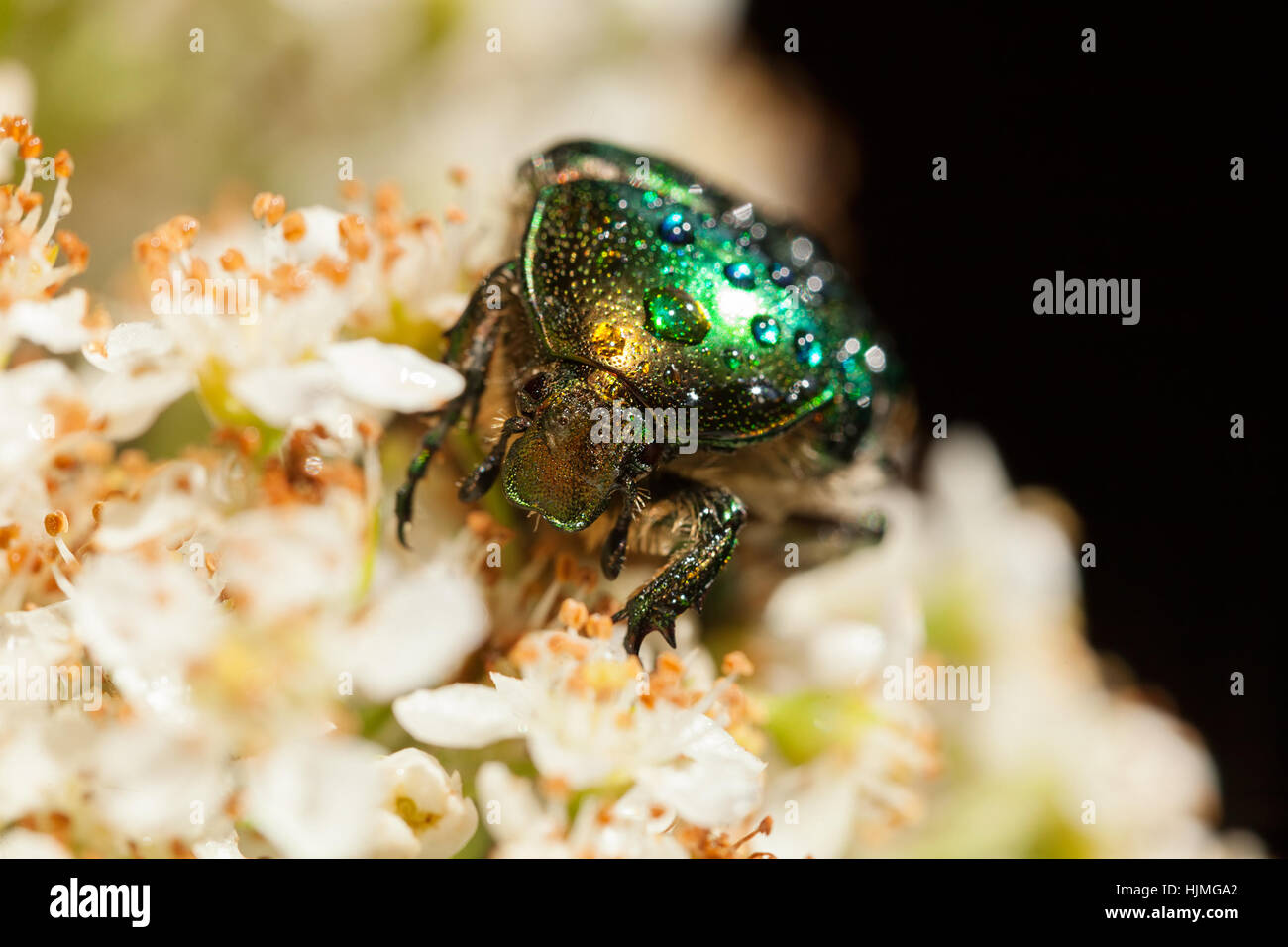 glänzend grüner Käfer auf weißen Blüten, geringe Schärfentiefe Hinweis Stockfoto