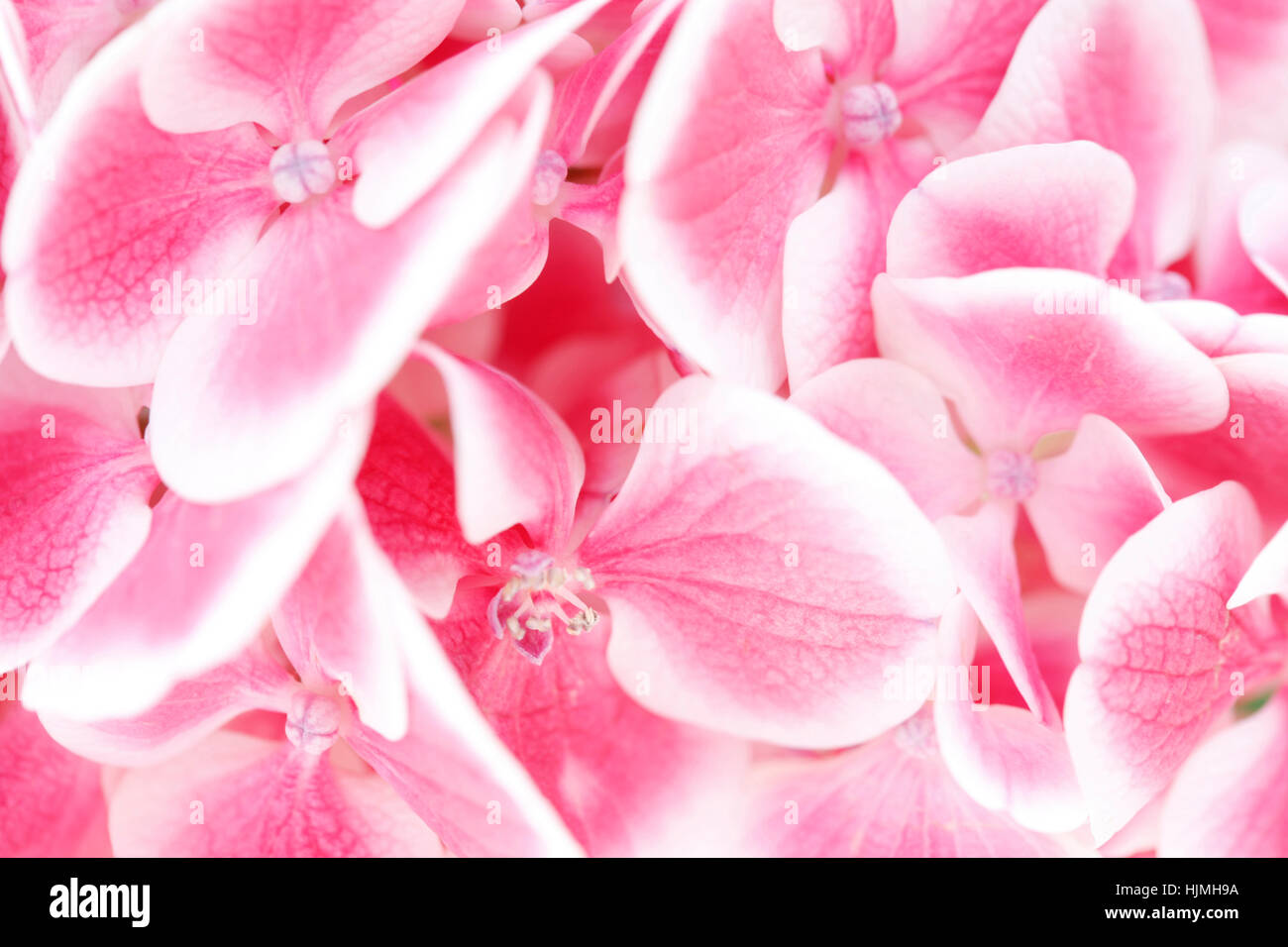 atemberaubende Nähe Hortensie Cluster von kleinen rosa und weißen Blüten Jane Ann Butler Fotografie JABP1793 Stockfoto