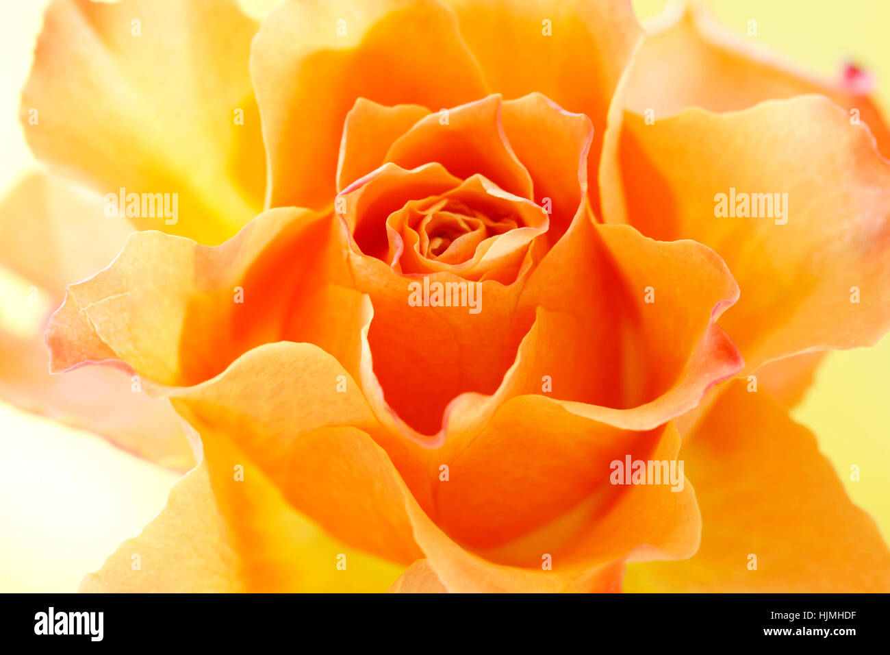 expressive orange rose JABP1779 Stockfoto