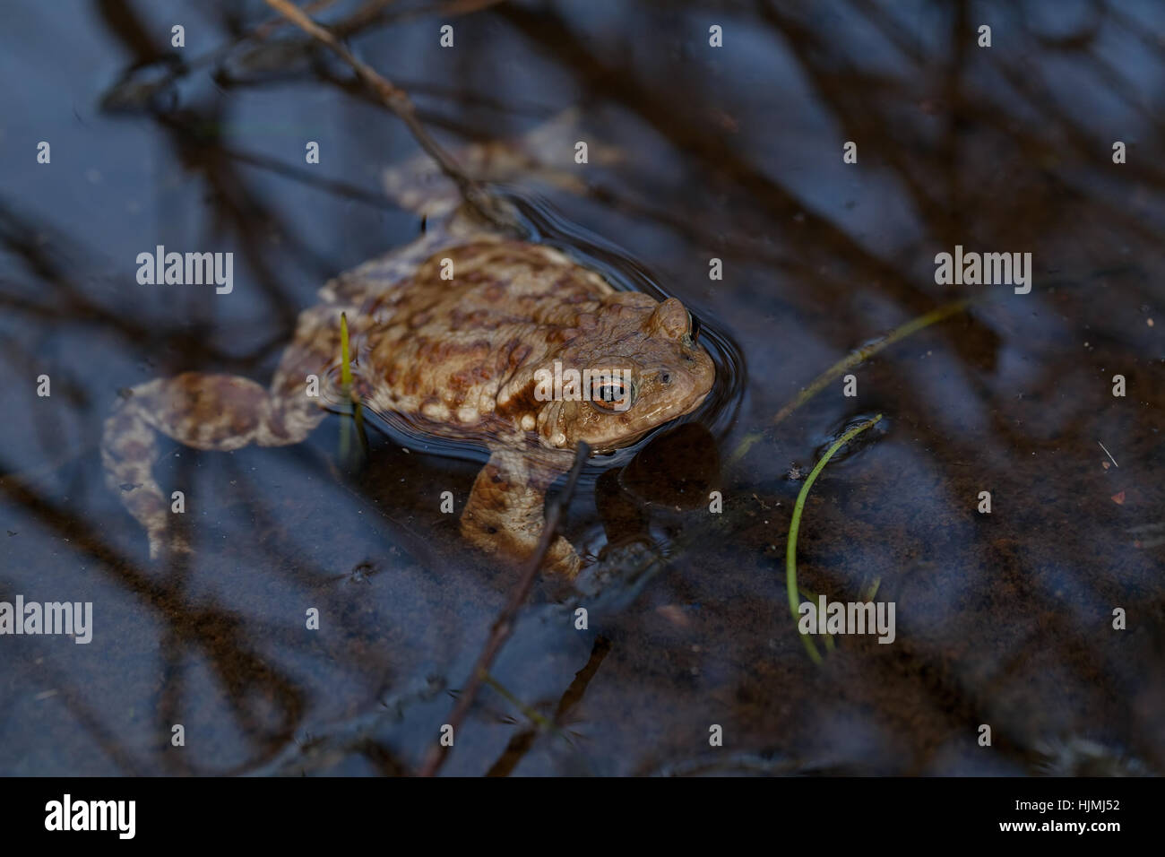 Frosch im flachen Wasser mit Pflanzen nahe, geringe Schärfentiefe Hinweis Stockfoto