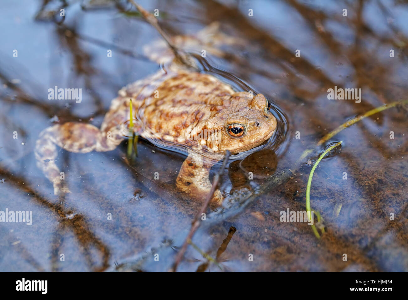 Frosch im flachen Wasser mit Pflanzen nahe, geringe Schärfentiefe Hinweis Stockfoto