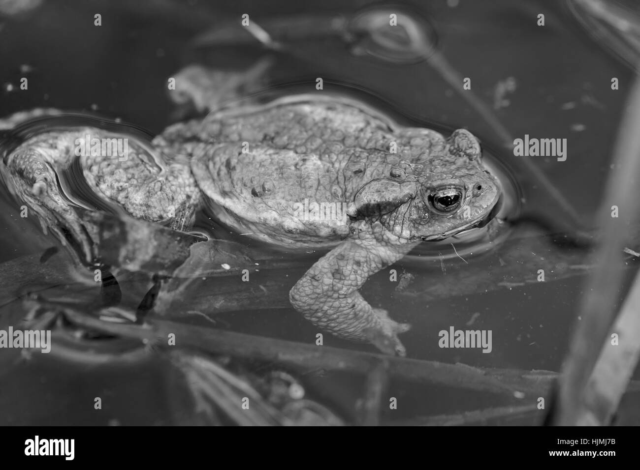 Frosch im flachen Wasser mit Pflanzen nahe, geringe Schärfentiefe Hinweis Stockfoto