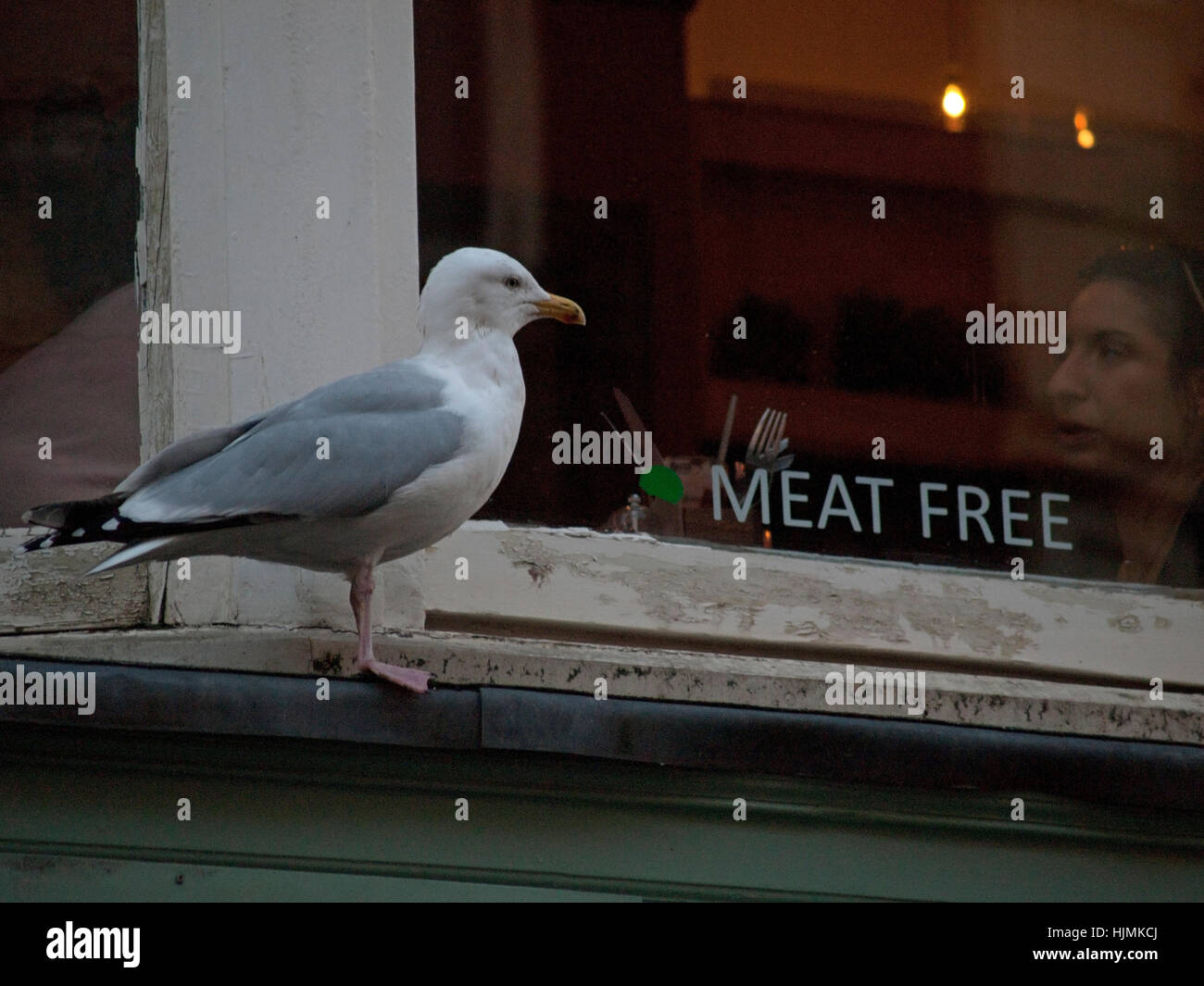 Eine hungrige Möwe wartet draußen ein Restaurant Fenster in Brighton Stockfoto