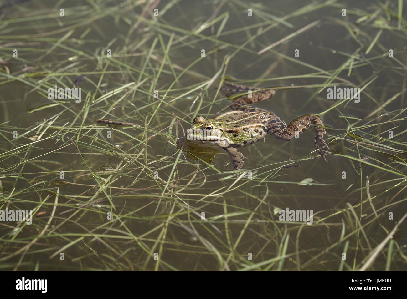 Grüner Frosch im Wasser unter dem Rasen, geringe Schärfentiefe Hinweis Stockfoto
