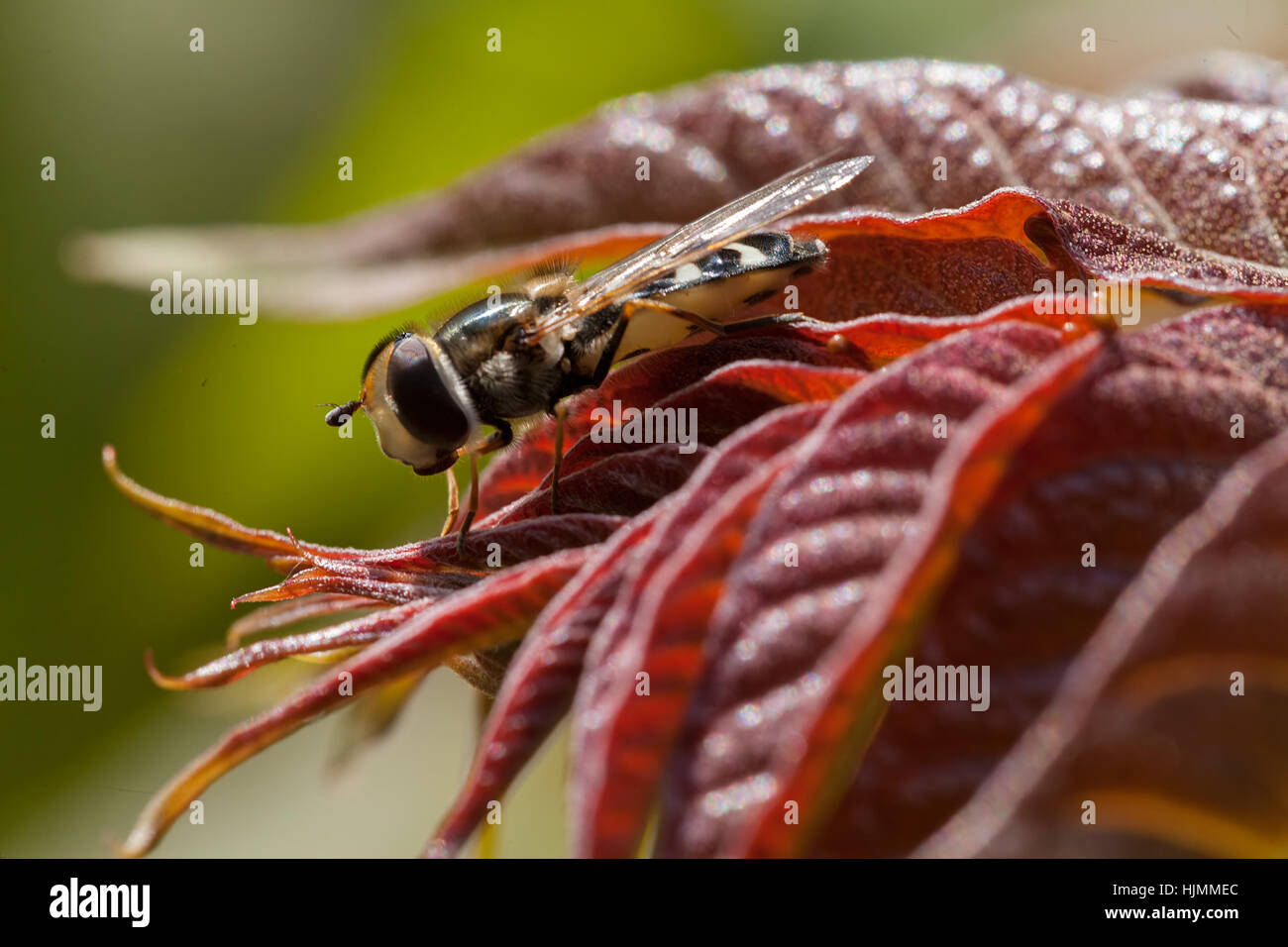 Bee Fly auf den roten Blätter in der Natur, geringe Schärfentiefe Hinweis Stockfoto