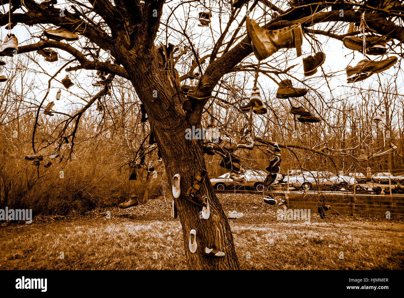Hängende Schuhe in einem am Straßenrand Baum in der Nähe von Sheridan, Indiana, USA.  Fotografie von Jeffrey Wickett, NorthLight Fotografie.  https://Northlight.Blog Stockfoto
