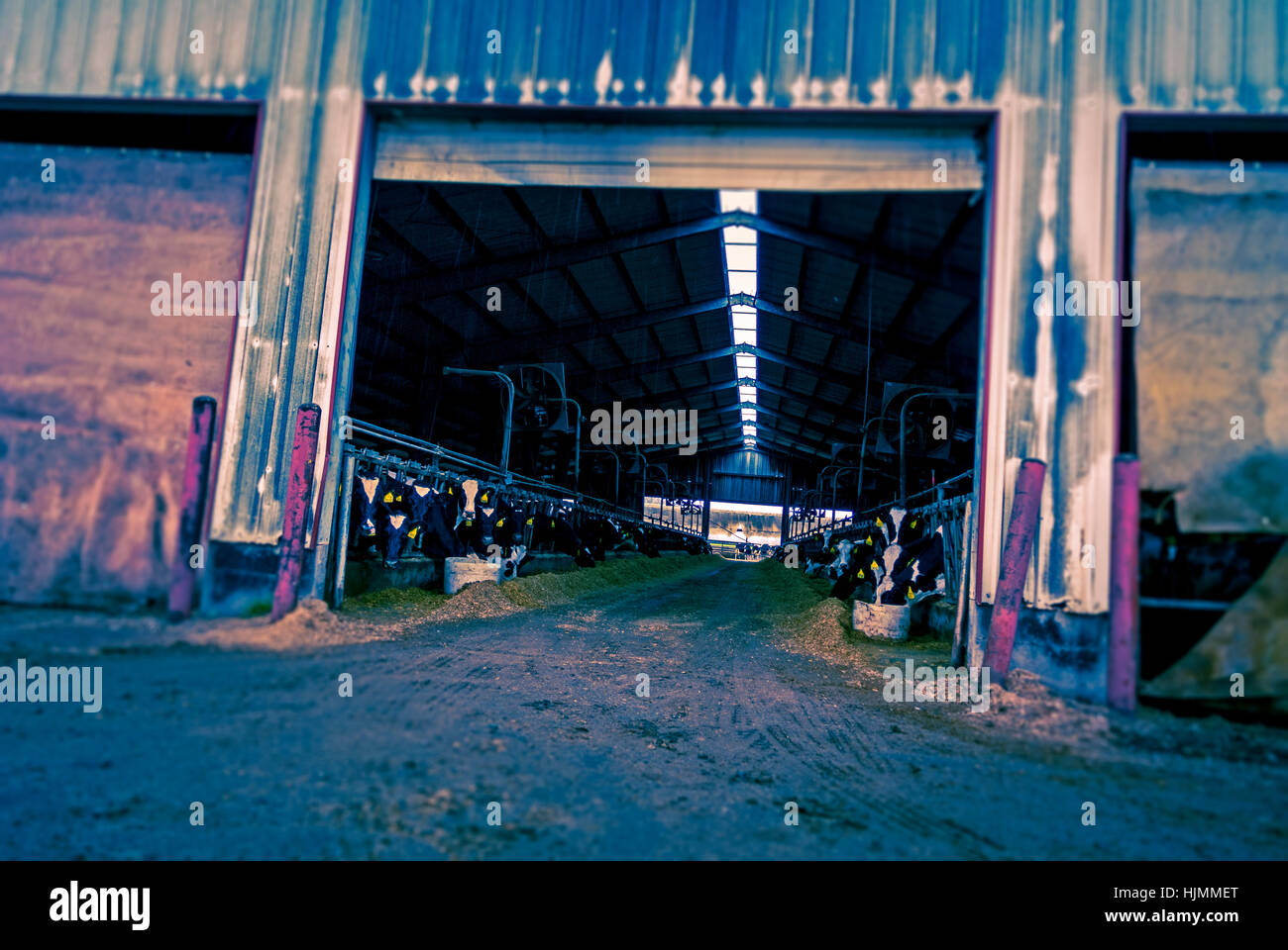 Eingang zum Kuhstall auf industriellem Maßstab Farm in Indiana, USA. Stockfoto