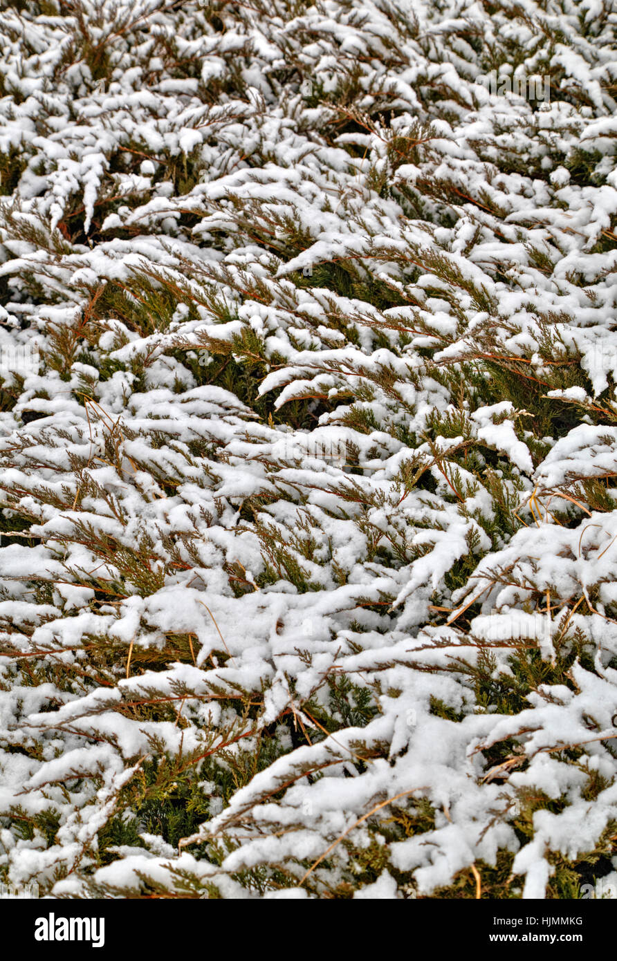 Winter Hintergrund mit grünen Flora mit Schnee bedeckt Stockfoto