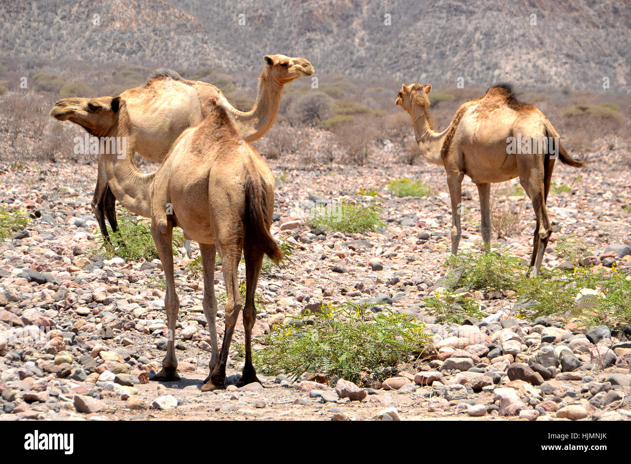 Wandern rund um Kamele in der Nähe von Lac Assal Dschibuti Stockfoto