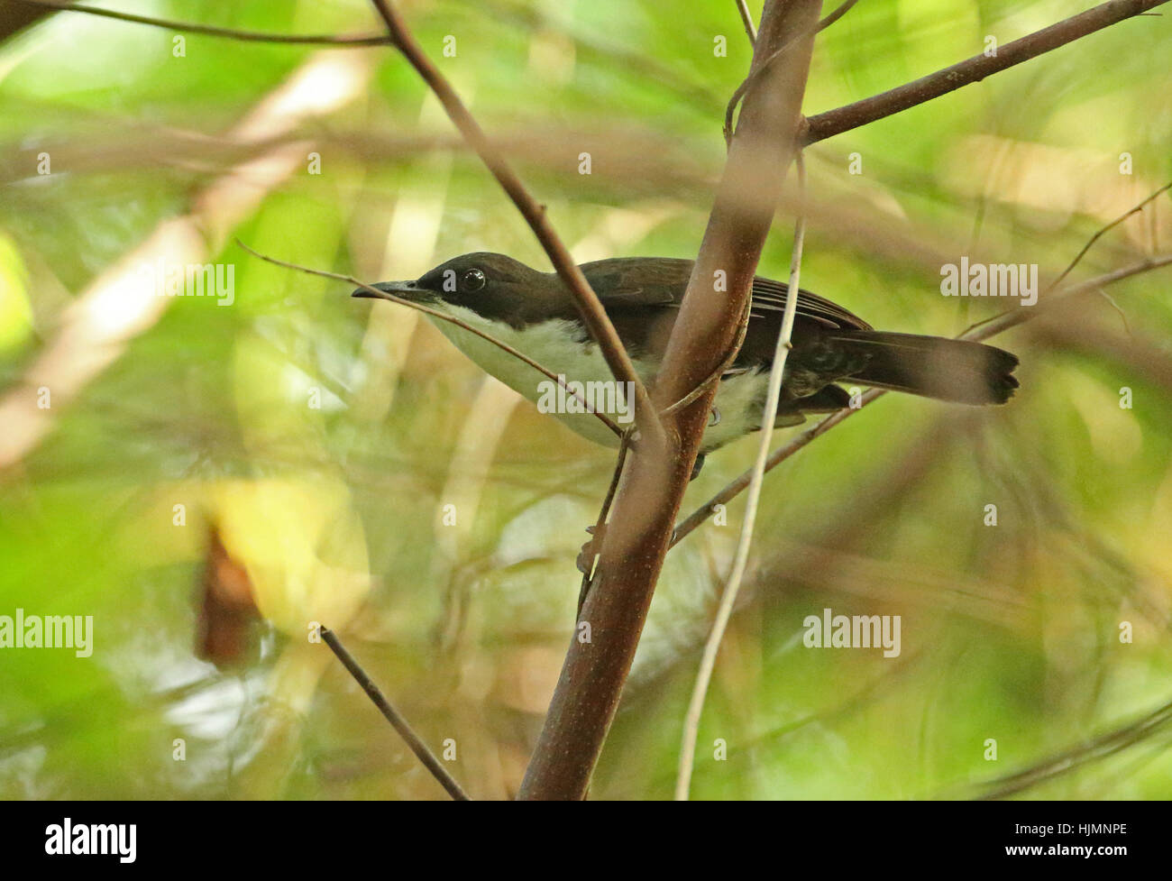 Weißer-breasted Thrasher (Ramphocinclus Brachyurus Sanctaeluciae) Erwachsenen Praslin, St. Lucia, kleine Antillen Dezember Stockfoto