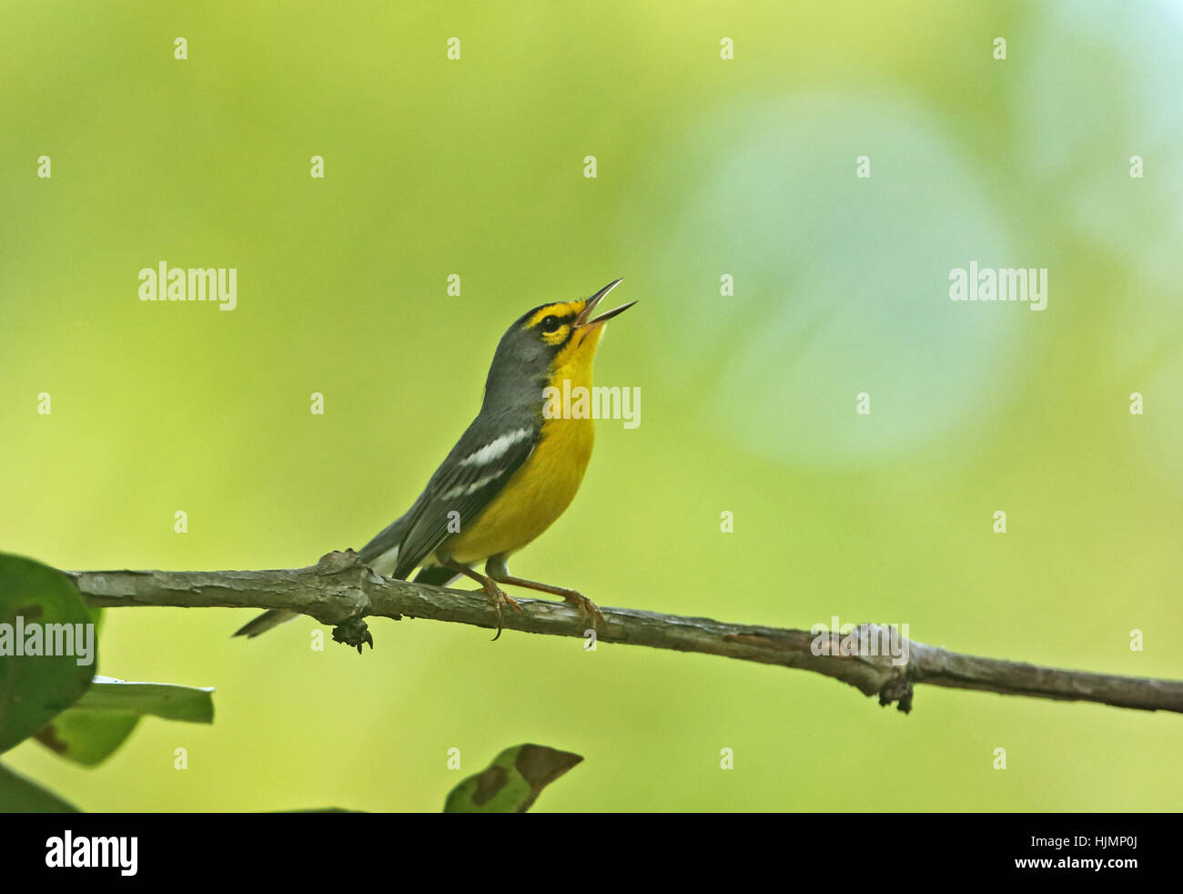 St Lucia Warbler (Setophaga Delicata) Männchen thront auf AST Fond Doux Plantation, St. Lucia, kleine Antillen Dezember Stockfoto