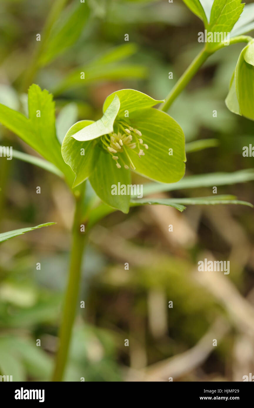 Grüne Nieswurz, Helleborus viridis Stockfoto