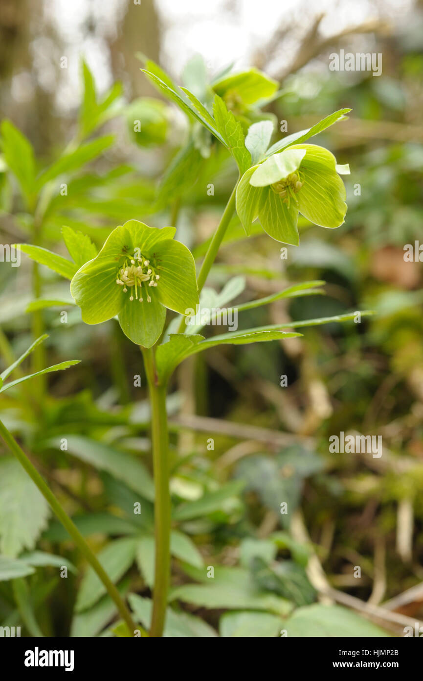 Grüne Nieswurz, Helleborus viridis Stockfoto