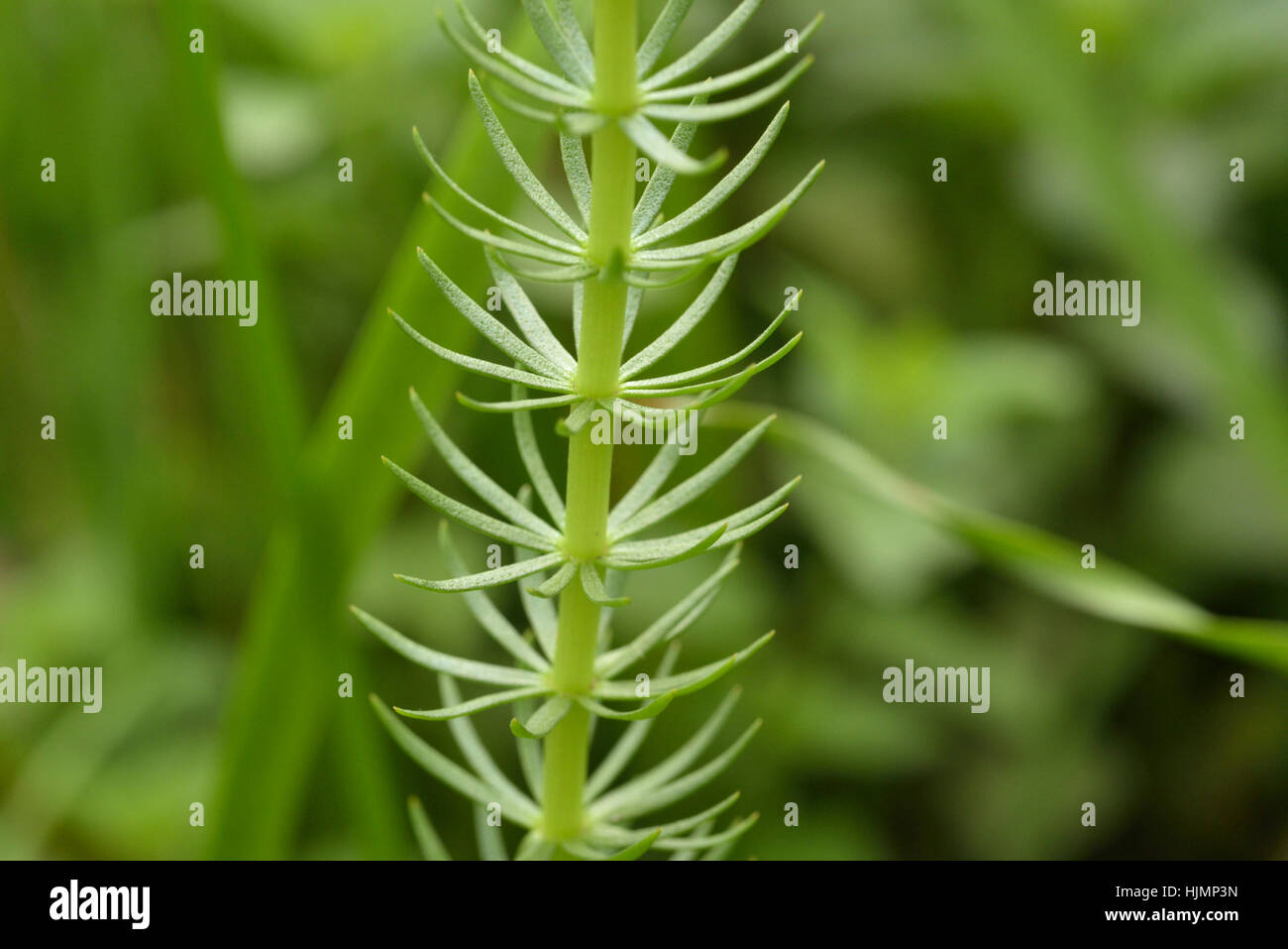 Mare's-Tail, Hippuris vulgaris Stockfoto