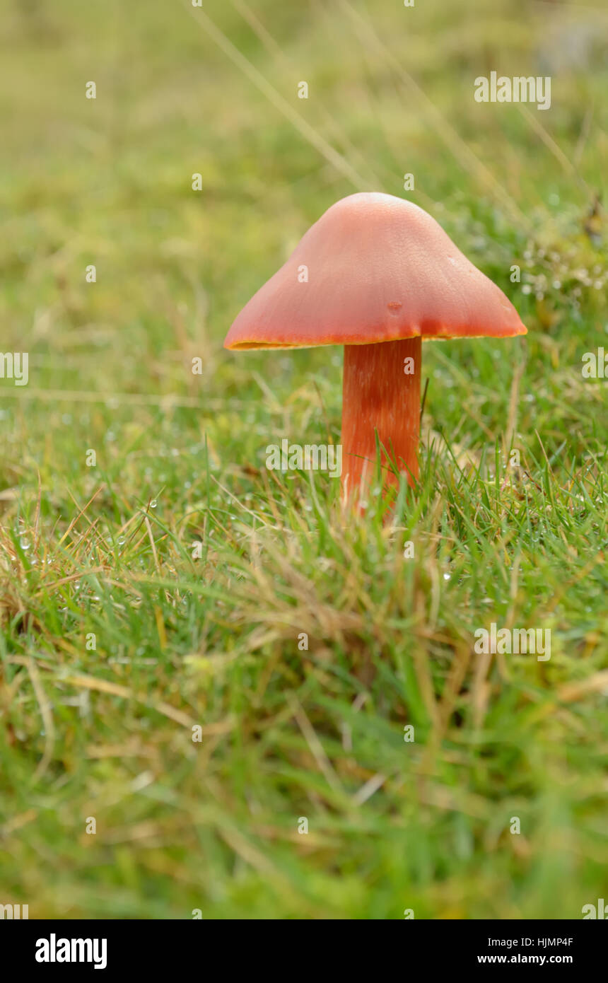 Hygrocybe Miniata, Zinnoberrot Waxcap Stockfoto