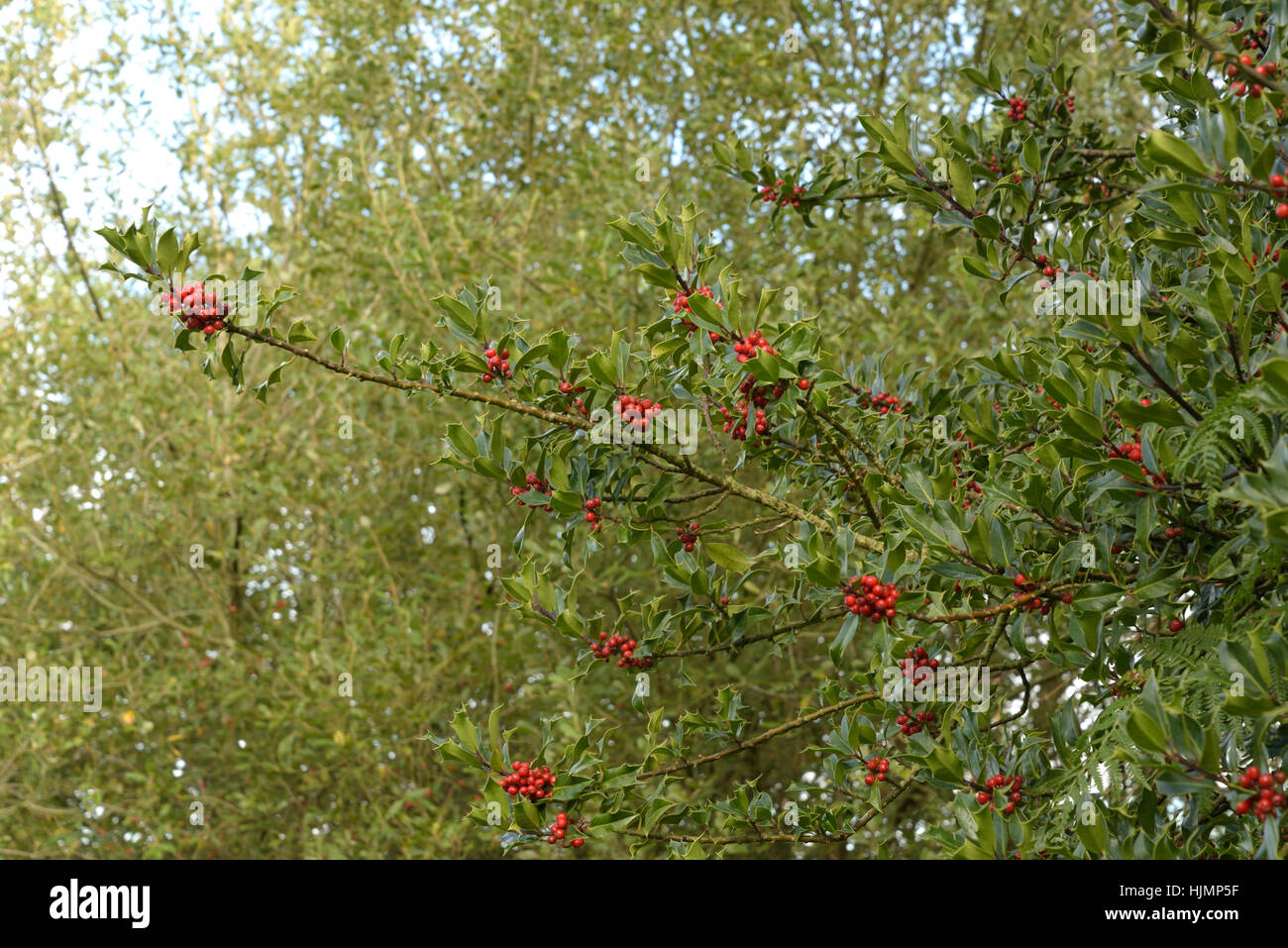 Holly, Ilex Aquifolium Beeren Stockfoto