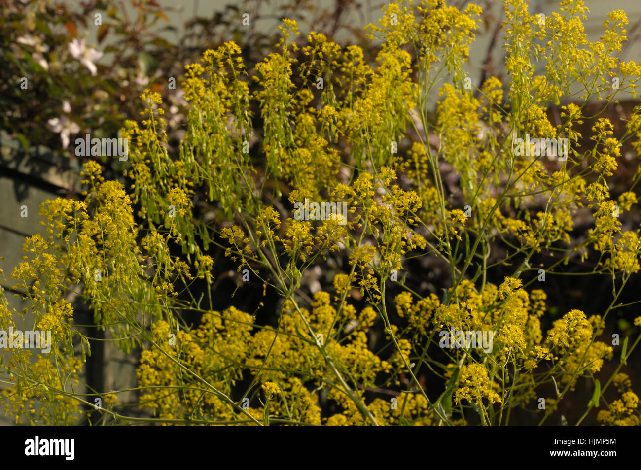 Färberwaid, Isatis tinctoria Stockfoto