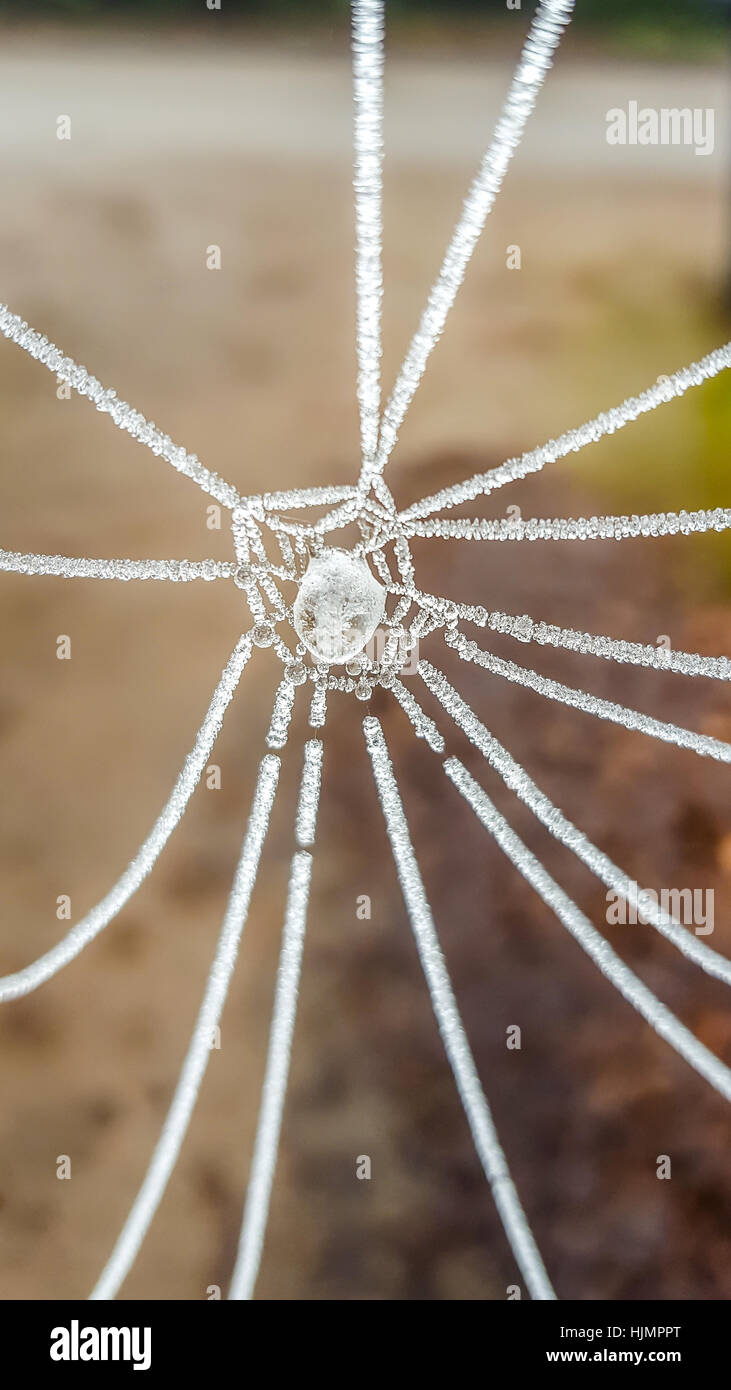 Spinnennetz mit Wassertropfen durch Frost eingefroren Stockfoto