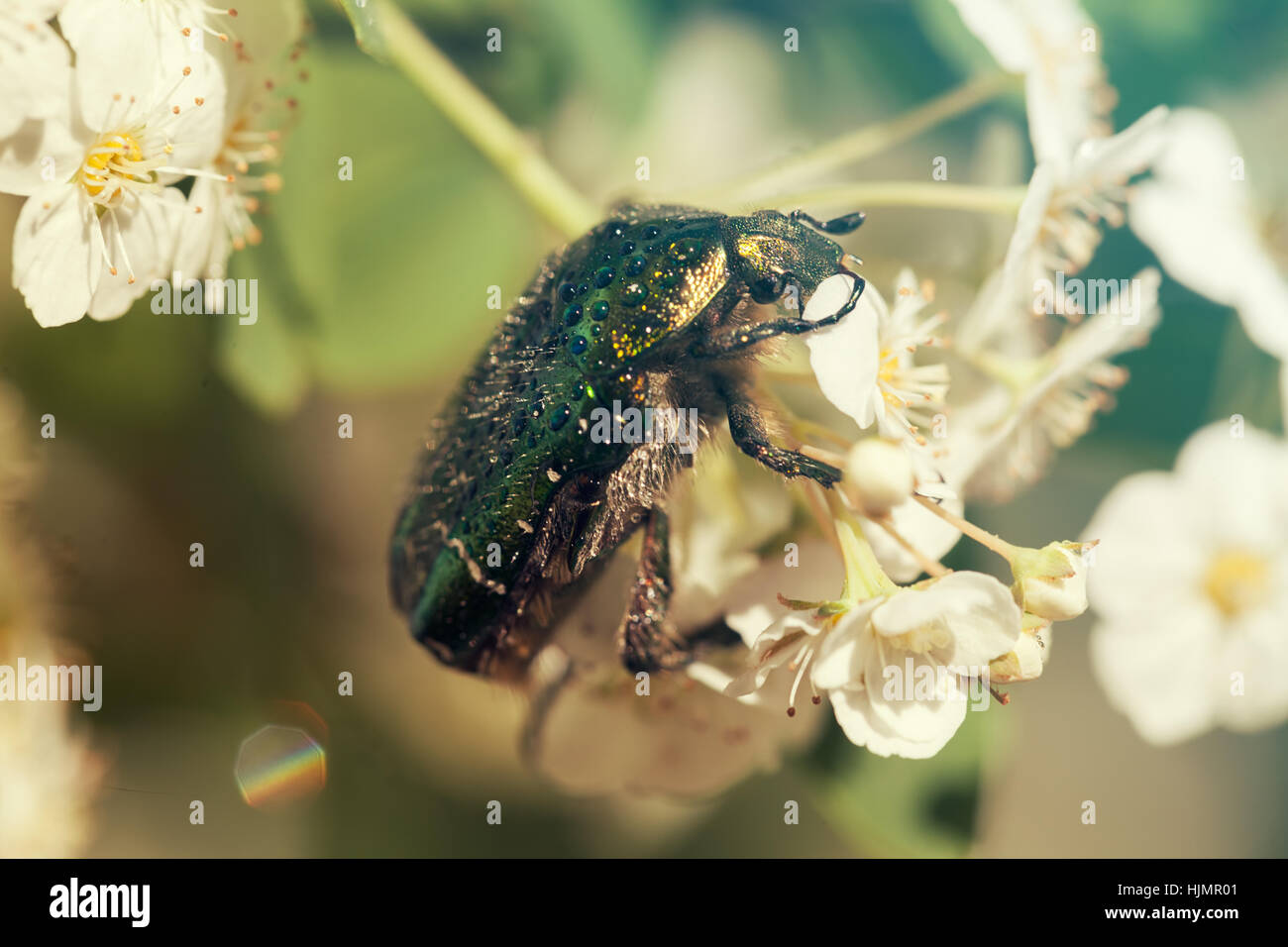 glänzend grüner Käfer auf weißen Blüten und Blätter nach Regen, geringe Schärfentiefe Hinweis Stockfoto
