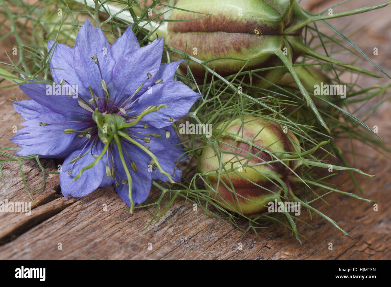 Nigella Blume mit einem Knospe-Makro auf einem Holztisch. horizontale Stockfoto