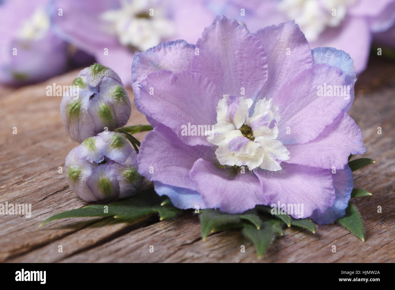 blassen lila Blumen Rittersporn mit Knospen Makro auf einem Holzbrett. horizontale Stockfoto