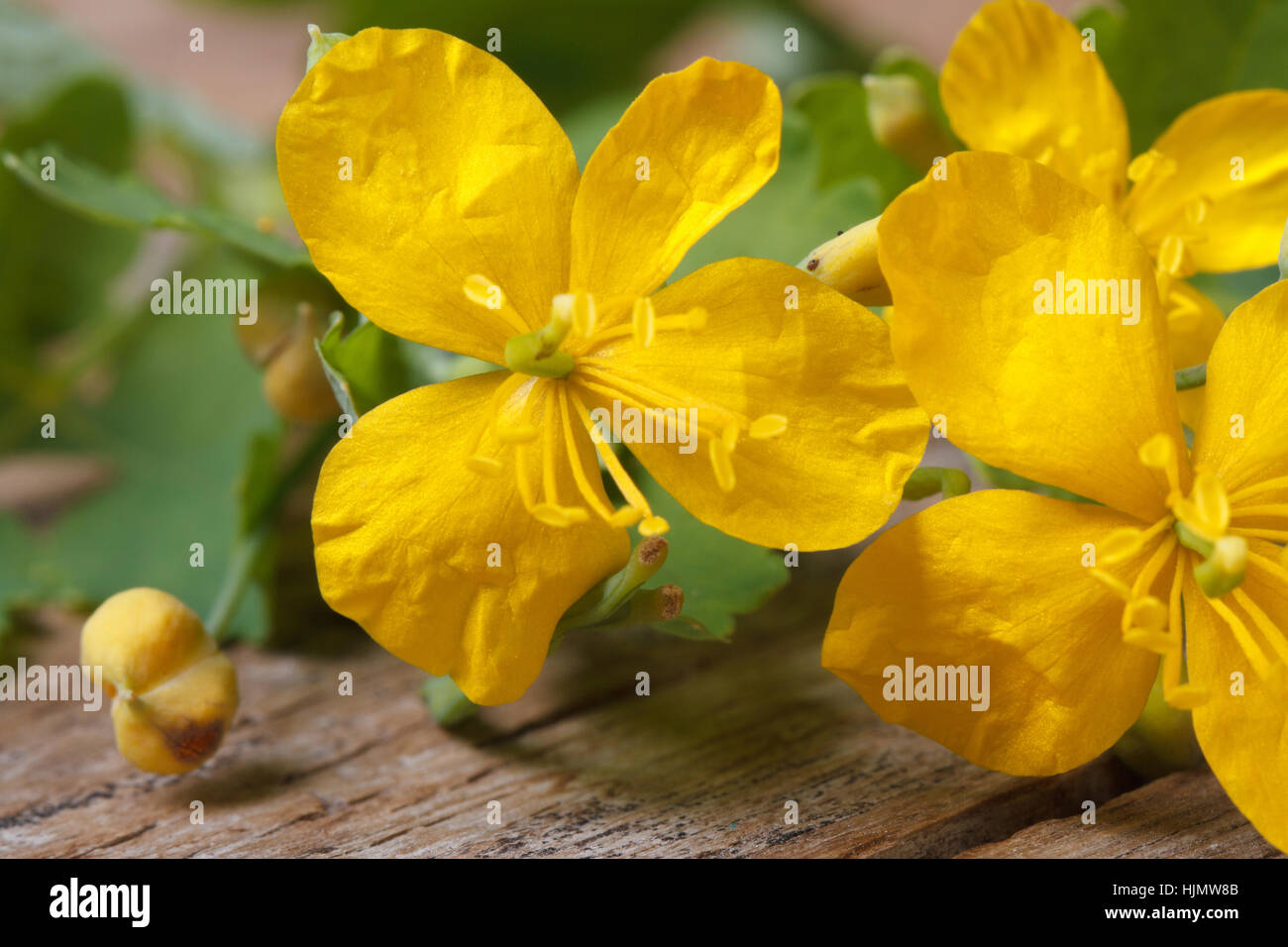Schöllkraut gelbe Blumen Makro auf einem Holztisch. horizontale Stockfoto