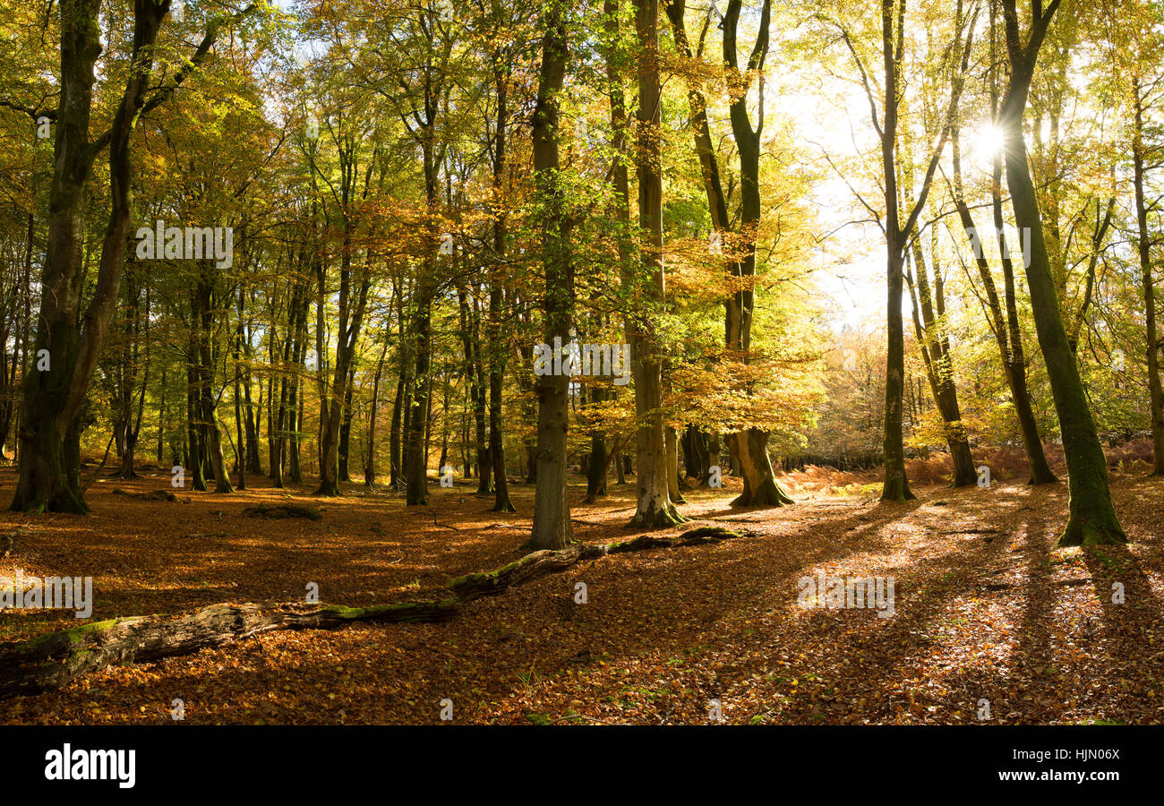 Herbstfärbung, Buchenwald, New Forest, Hampshire Stockfoto