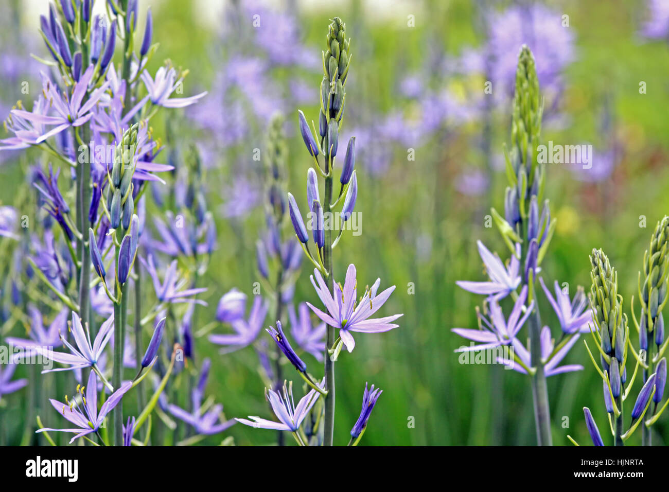 blau, Azure, blau, grn, Lilie, Blten, Frhling, Azure, dekorative  Pflanze, Mai Stockfotografie - Alamy