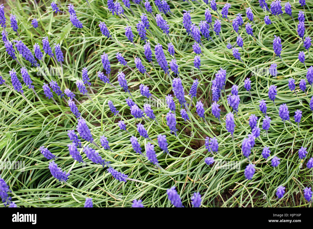 Flora, Makro, Nahaufnahme, Makro-Aufnahme, Ansicht, Nahaufnahme, Garten, Nahaufnahme Stockfoto