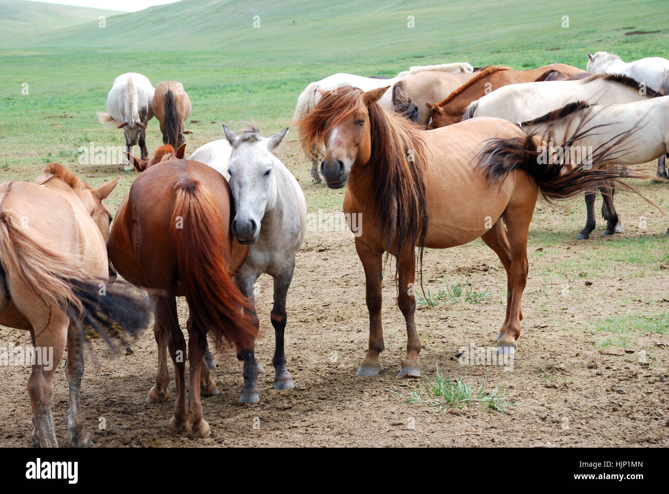 Mongolei, Pferd, Pferde, Stute, Nutztier, Mongolei, Mongolische Pferde, Stockfoto