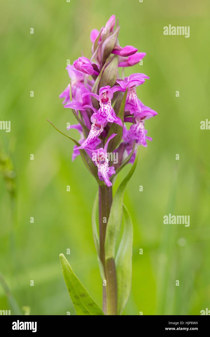 Blüten, bluten, Wiese, Blumen, Orchidee, Pflanze, Makro, Nahaufnahme, Makro Stockfoto