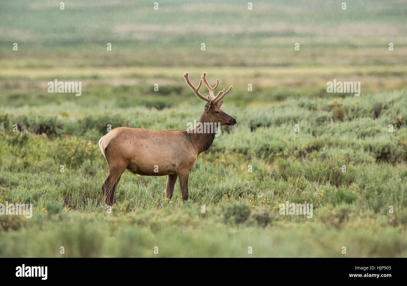 Rocky Mountain Elk auf Nahrungssuche im Yellowstone National Park Stockfoto