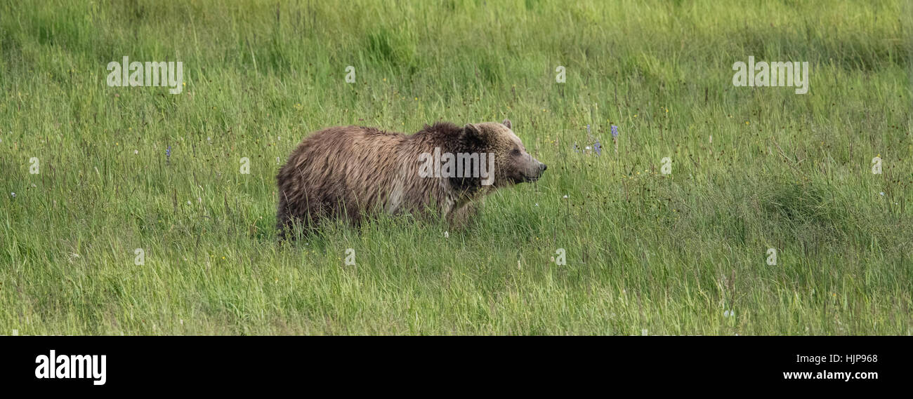 Grizzlybär im Yellowstone National Park Stockfoto