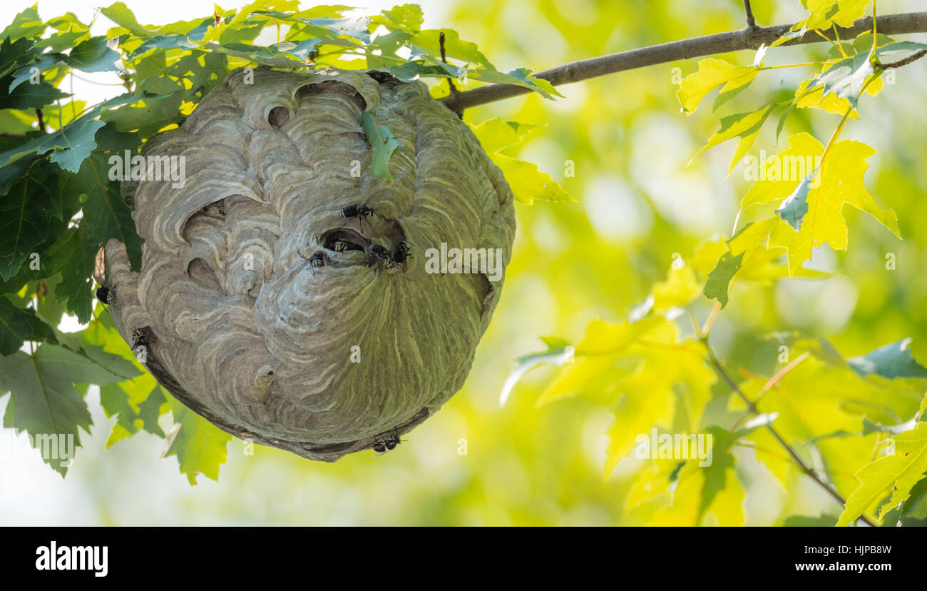 Großes Nest von Wespen hängt über Kopf an einem Ast.  Gefährliche Insekten scheinen für sich zu behalten, wie sie ihr Nest im Frühling bauen. Stockfoto