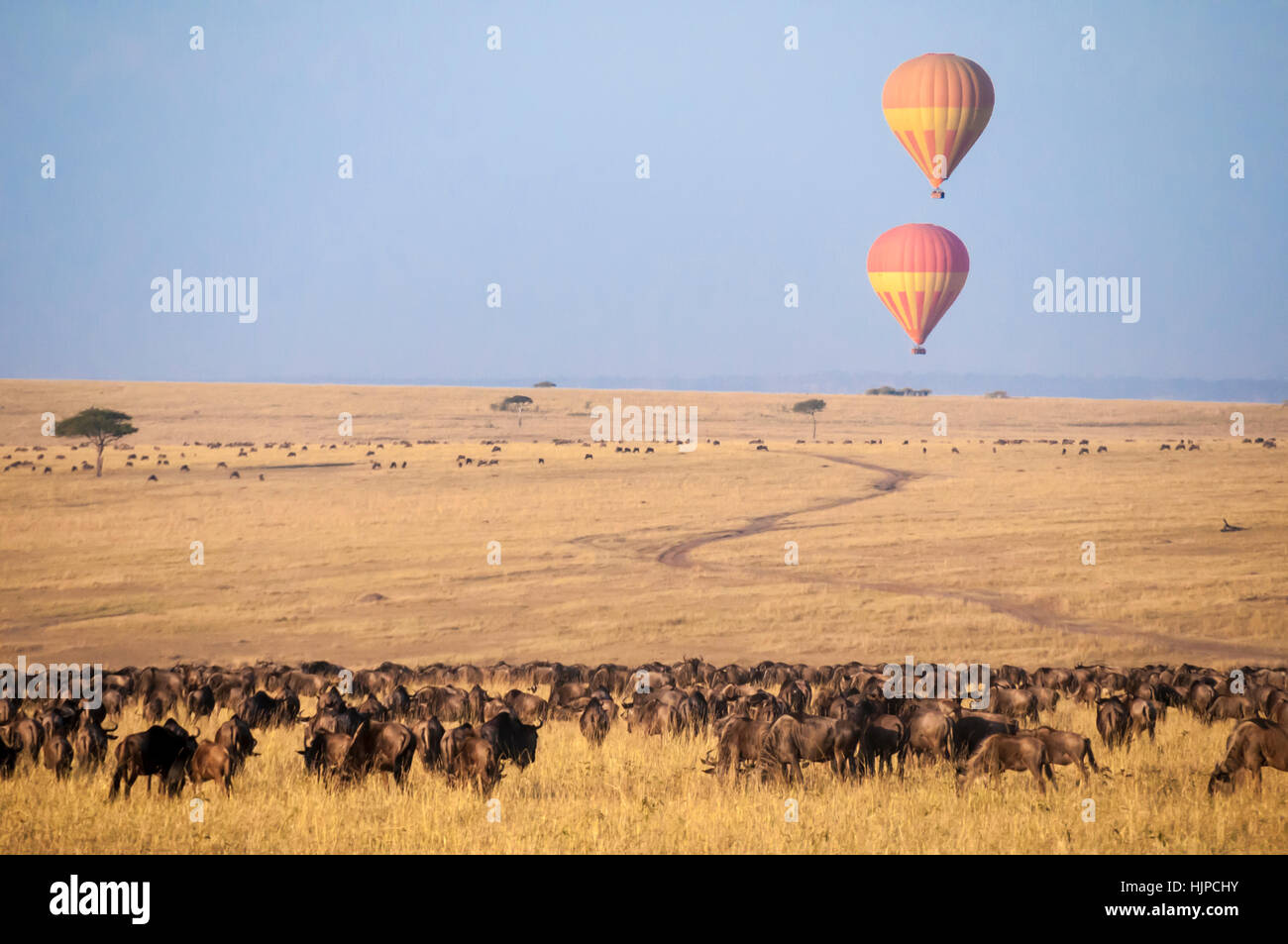 Zwei touristische Heißluftballons über eine Herde Gnus in der Masai Mara, Kenia, Ostafrika Stockfoto