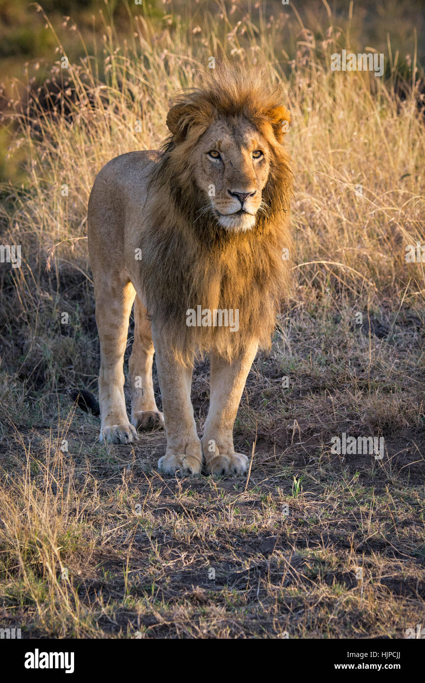 Männliche African Lion, Panthera Leo, stehend, Frontansicht, Masai Mara National Reserve, Kenia, Afrika, Porträt von Lion mit schönen Mähne, männlicher Löwe Stockfoto