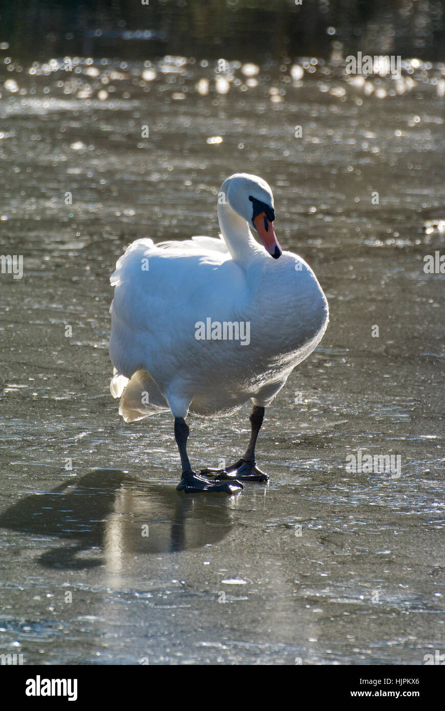 Höckerschwan zu fuß Fotos und Bildmaterial in hoher Auflösung Alamy