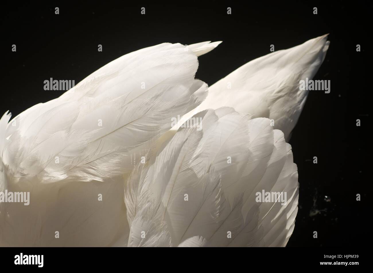 Detail der Federn auf einem Schwan zurück Stockfoto