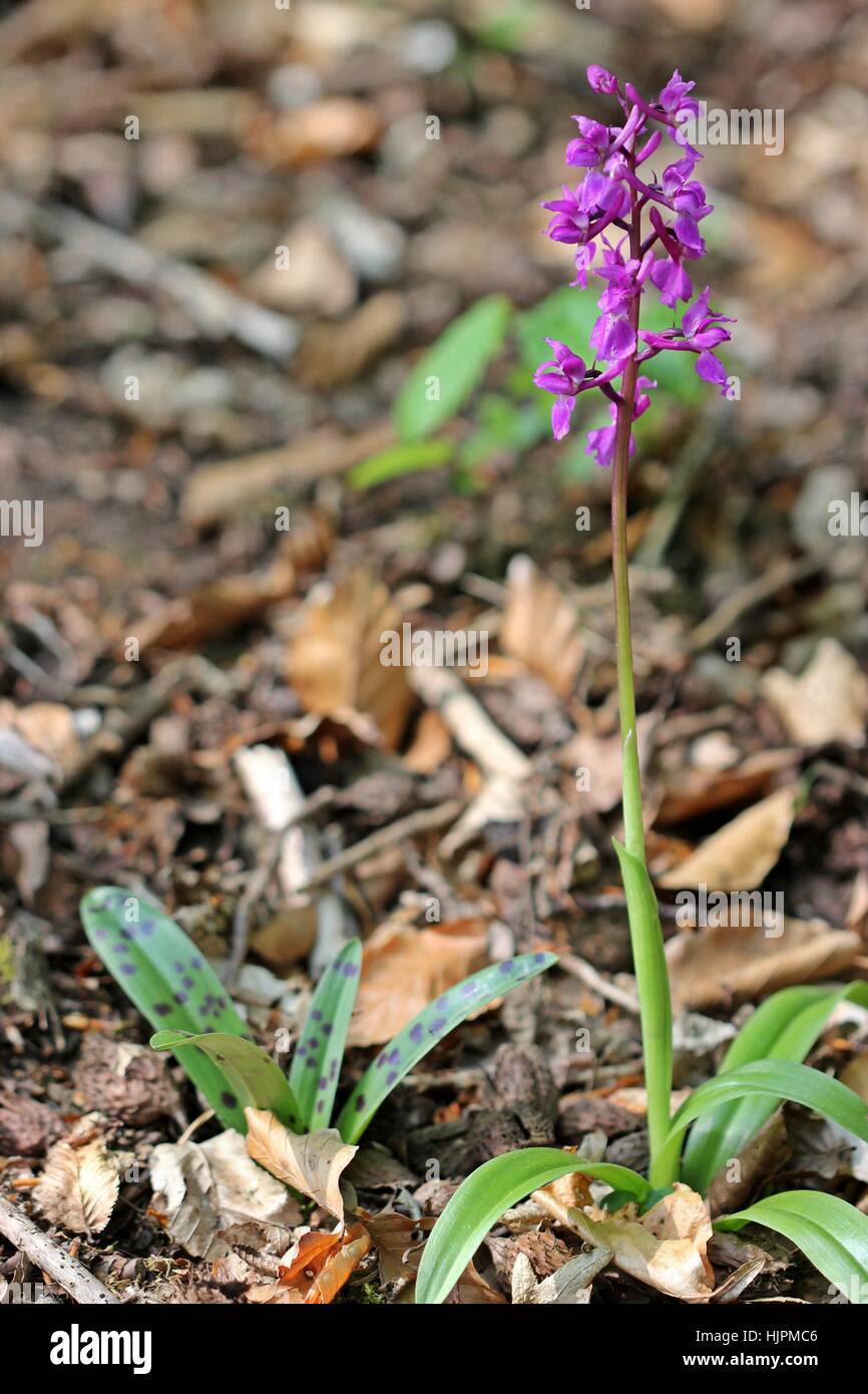 Frühling, lila, violett, selten, möglicherweise, Blume, Pflanze, Orchidee, Orchideen, mnnliches Stockfoto